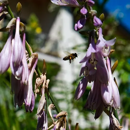 Danielsbergblick Napplach
